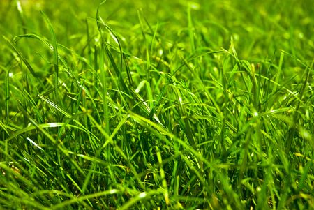 Green grass