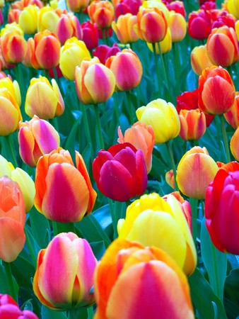 Beautiful tulips in park in springの写真素材