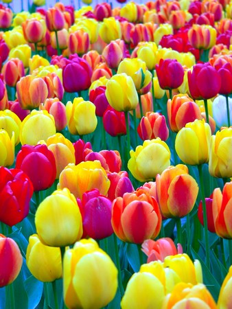 Beautiful tulips in park in springの写真素材