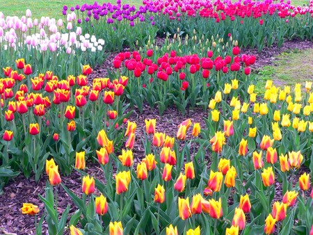 Beautiful tulips in park in springの写真素材