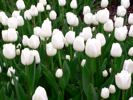 Beautiful tulips in park in springの写真素材