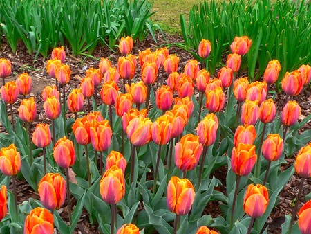 Beautiful tulips in park in springの写真素材