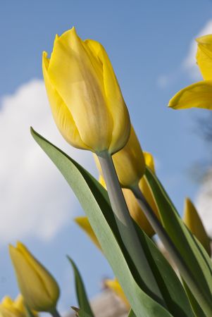 Beautiful flower yellow tulip in parkの写真素材
