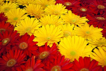 Beautiful colorful flower backgroundの写真素材