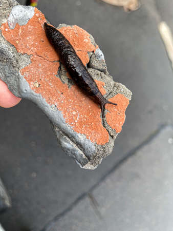 slug at the stone in the city