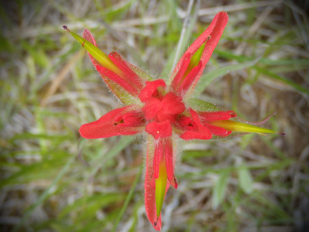 Scenic view of the Canadian Rockiesの写真素材