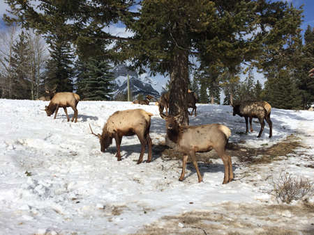 Shoots of Banff National Park in diffuse lightの写真素材
