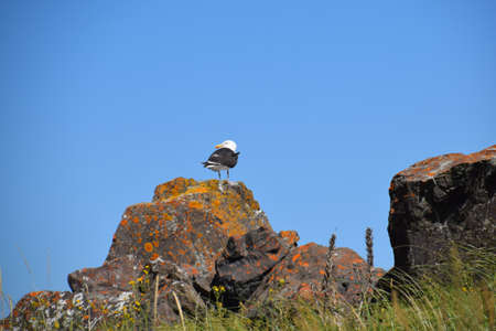 The Gaspesie region of Quebecの写真素材