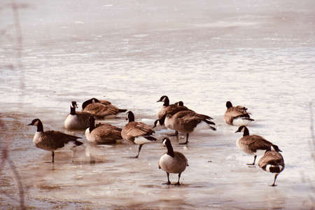 Scenic view of the regional county of Argenteuil in Quebecの写真素材