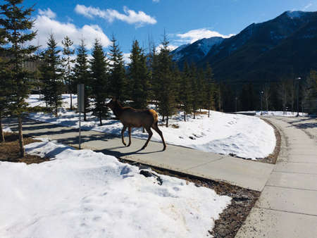 Deer in Banff National Parkの写真素材