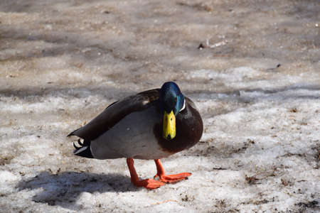 Nature near Rawdon north of Montrealの写真素材