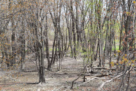 The Yamachiche peninsula natural reserveの写真素材