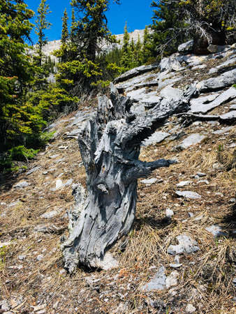 Mount Rundle spine and spectacular unspoiled scenery of the spray river valleyの写真素材