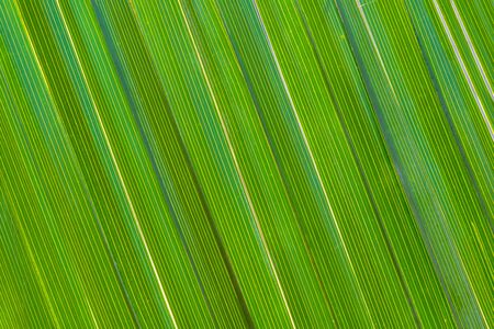 pattern of green date palm leaves for a background.back lit pattern of date palm leaves.slective...