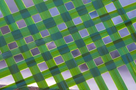 pattern of green date palm leaves for a background.back lit pattern of date palm leaves.slective...