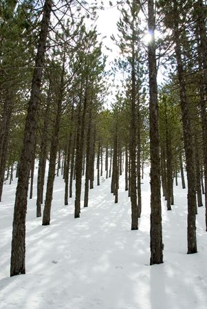 Winter Scenic from Troods mountain in Cyprus. 
