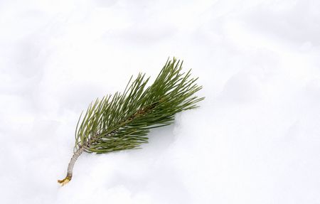 Branch of pine tree with needles resting at snow. 