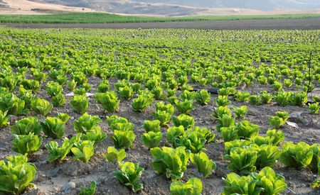 lettuce field with ready to be collected plants.の写真素材