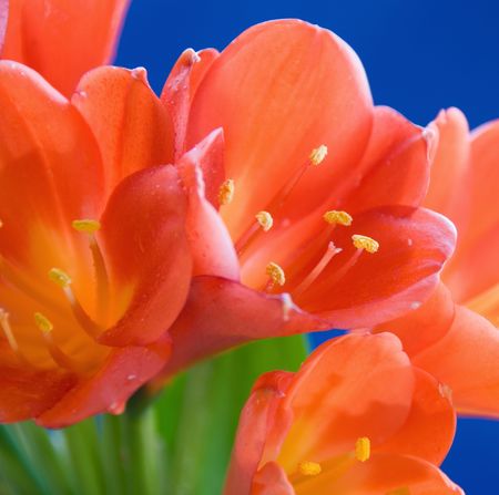 Red Crocus flower.