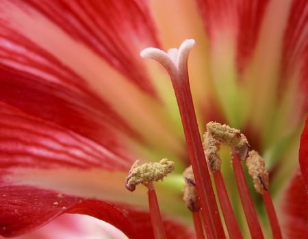          Dahlia Flower . Macro shotの写真素材