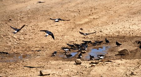 Swallow birds drinking water from little lakes in the groundの写真素材