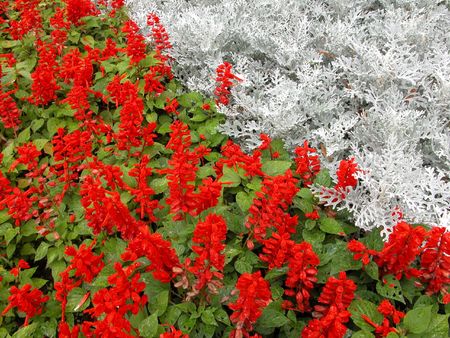           Flower collection. White and Red.. の写真素材