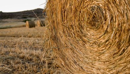 Round bales of hay after harvesting