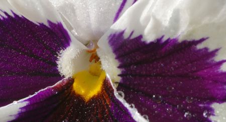 Colorful flora background, abstract from violet or pansy flowerの写真素材