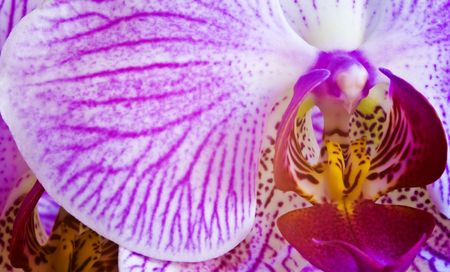 White and pink orchid (Phalaenopsis) close-up.の写真素材