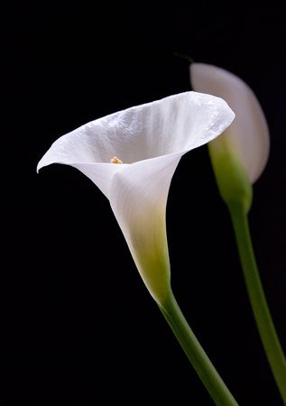 Calla lily flowers isolated on a black backgroundの写真素材