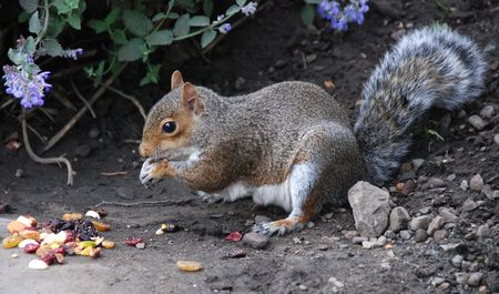 Cute squirrel eating some nuts