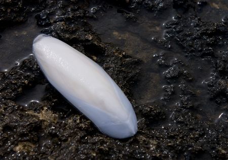 White shell of a cuttlefish on sea rocks.