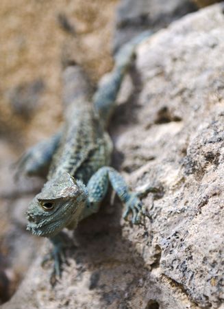 Bearded dragon from Cyprus fauna,  on a rocky surfaceの写真素材
