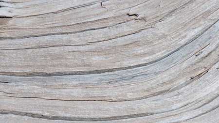 Wooden texture from a pine treeの写真素材