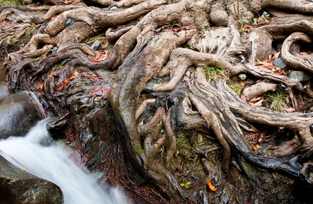 Impressive tree roots with water passingの写真素材