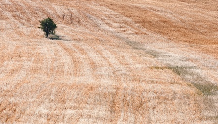Small lonely olive tree on a  wheat field.の写真素材