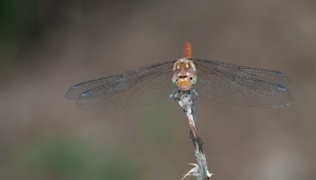Portrait of a colorfull still dragonfly insect