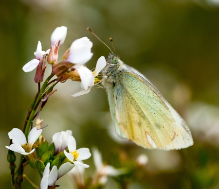 White Butterfly feeding from  a flowerの写真素材