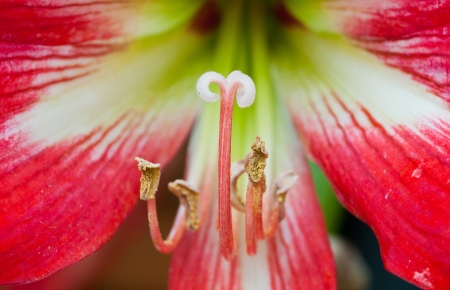 Close-up of a stamen of an easter  red lilium  flowerの写真素材