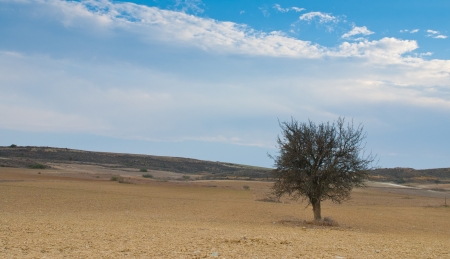 Rural landscape with one olive tree from Cyprus countryside の写真素材
