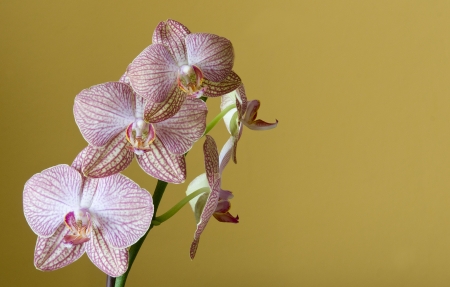 Orchid phalaenopsis flowers isolated on yellow の写真素材