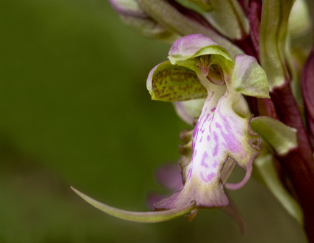 Close-up of Himantoglossum robertianum orchid  It  is a member of the orchid family of wild flowers  It is known as the giant orhid の写真素材