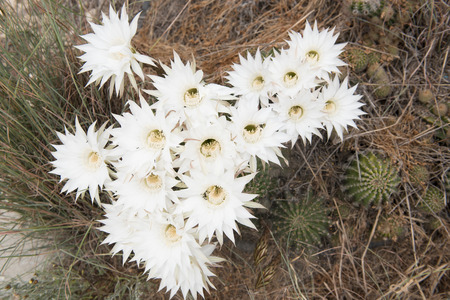 Beautiful rhodolia rosea cactus with white blossoms blooming flowersの写真素材