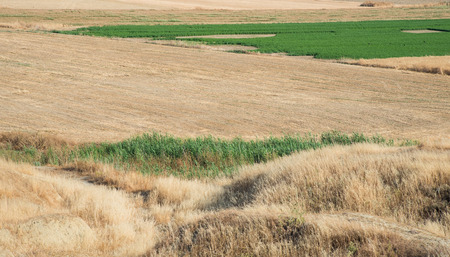 Agriculture land background with cereal harvested fields and green grassの写真素材