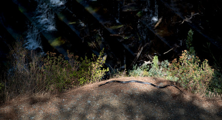 Large Cyprus Whip black Snake, Dolichophis jugularis, moving on the ground in the forests of Troodos...