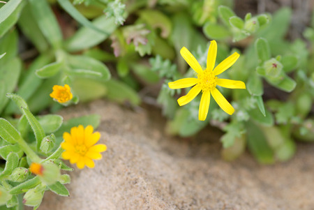 Yellow Calendula arvensis flower from the wildflowers of cyprus nature