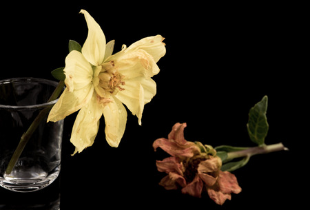 Yellow and orange wither dying dahlia flowers isolated on a black backgroundの写真素材