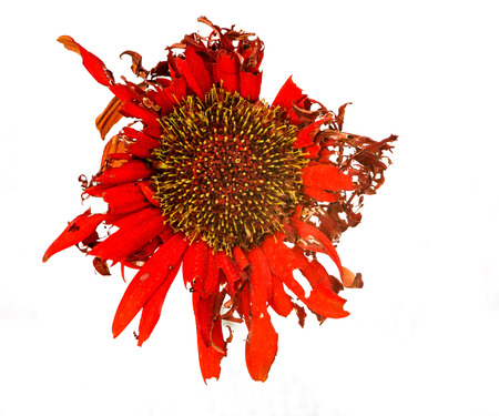 Beautiful Yellow  dahlia withered flower with petals ready to fall, Isolated on a white backgroundの写真素材