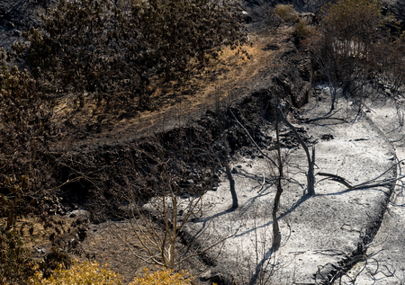 Forest and trees after a big forest fire at Troodos mountains in Cyprus which created a big environmental damage.の写真素材