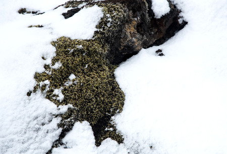 Winter nature background with green moss from Icelandの写真素材